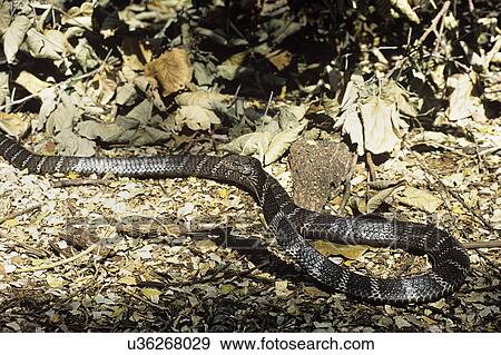 Stock Photo - King Cobra. Fotosearch