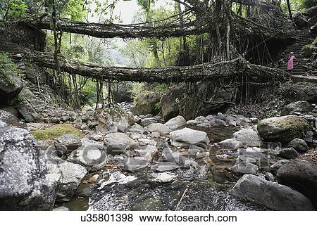 Living Root Bridge View Large Photo Image Stock Photo - Living Root Bridge. Fotosearch