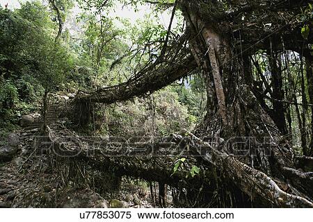 Stock Photography - Living Root Bridge. Fotosearch