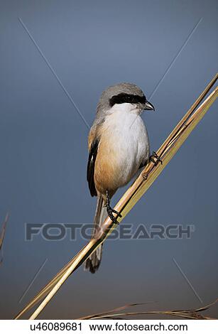 Long-tailed Shrike View Large Photo Image Stock Image - Long-tailed Shrike. Fotosearch