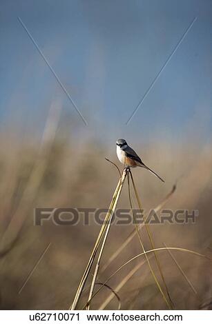 Long-tailed Shrike View Large Photo Image Stock Image - Long-tailed Shrike. Fotosearch