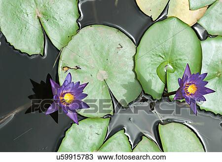Lotus flowers View Large Photo Image Stock Image - Lotus flowers. Fotosearch