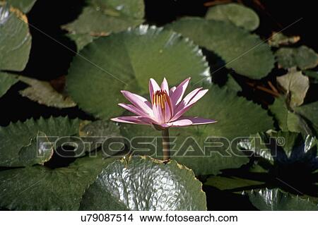 Lotus View Large Photo Image Picture - Lotus. Fotosearch