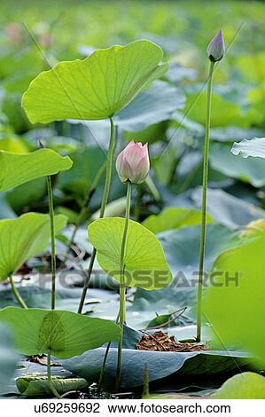 Lotus View Large Photo Image Stock Image - Lotus. Fotosearch