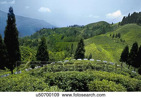 Lush green tea gardens View Large Photo Image Stock Photo - Lush green tea gardens. Fotosearch