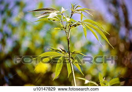 Marijuana plant View Large Photo Image Stock Photo - Marijuana plant. Fotosearch