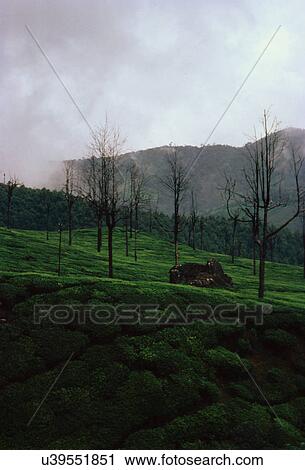 Munnar tea estate View Large Photo Image Stock Image - Munnar tea estate. Fotosearch