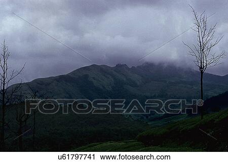 Munnar tea estate View Large Photo Image Stock Image - Munnar tea estate. Fotosearch