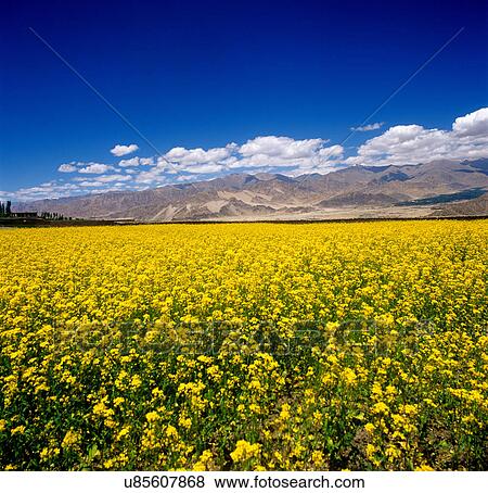Mustard field View Large Photo Image Stock Photo - Mustard field. Fotosearch