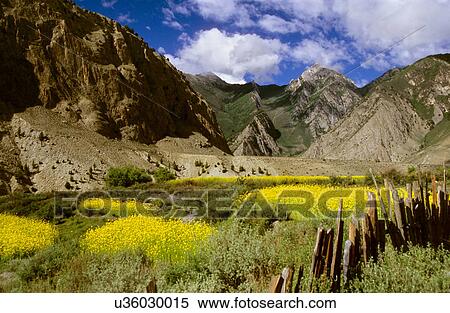 Mustard field View Large Photo Image Stock Photography - Mustard field. Fotosearch