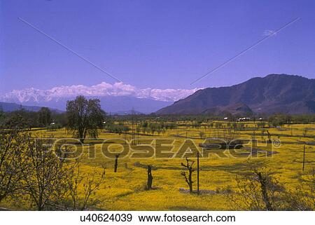 Stock Photo - Mustard fields in spring. Fotosearch