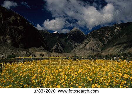 Stock Image - Mustard fields. Fotosearch