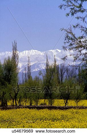 Mustard fields View Large Photo Image Stock Photo - Mustard fields. Fotosearch