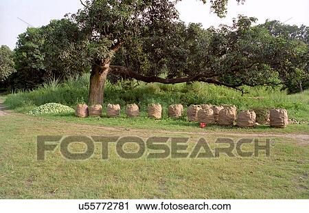 Stock Image - Packed unripe mangoes. Fotosearch