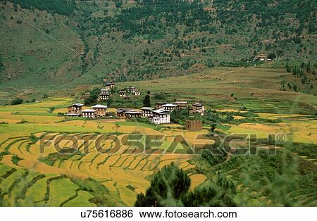 Paro valley View Large Photo Image Stock Photograph - Paro valley. Fotosearch