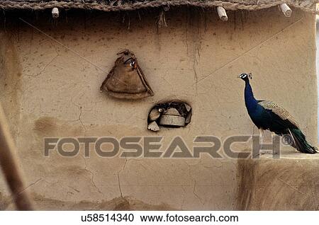 Peacock outside mud hut View Large Photo Image Stock Image - Peacock outside mud hut. Fotosearch