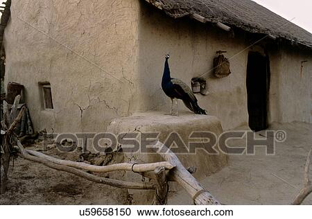 Peacock outside mud hut View Large Photo Image Stock Image - Peacock outside mud hut. Fotosearch