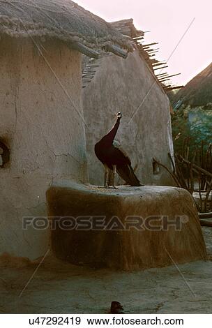 Peacock outside mud hut View Large Photo Image Stock Photo - Peacock outside mud hut. Fotosearch