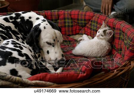 Pets View Large Photo Image Stock Photo - Pets. Fotosearch