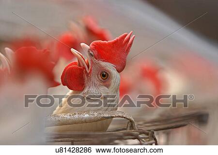 Poultry farm View Large Photo Image Stock Photograph - Poultry farm. Fotosearch