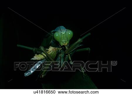 Praying mantis View Large Photo Image Stock Image - Praying mantis. Fotosearch