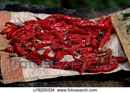 Red chillies being dried View Large Photo Image Picture - Red chillies being dried. Fotosearch