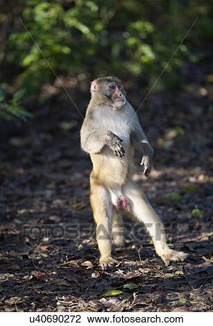 Rhesus Macaque View Large Photo Image Stock Image - Rhesus Macaque. Fotosearch