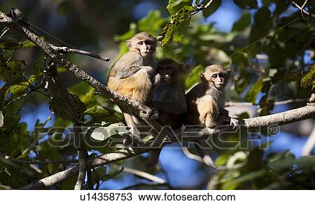 Rhesus Macaques View Large Photo Image Stock Image - Rhesus Macaques. Fotosearch