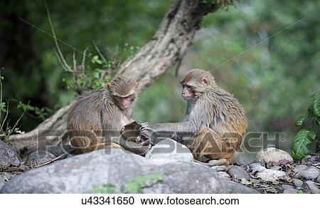 Rhesus Macaques View Large Photo Image Stock Image - Rhesus Macaques. Fotosearch