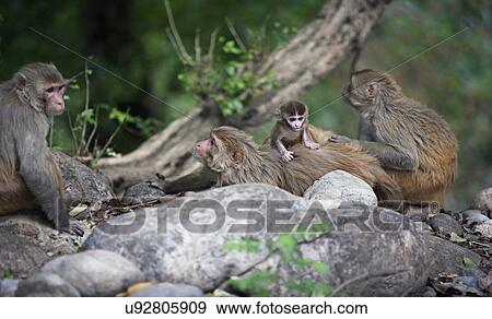 Stock Photo - Rhesus Macaques. Fotosearch