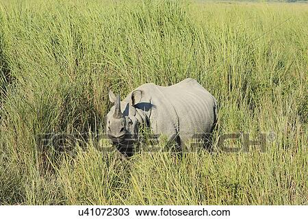 Rhinoceros View Large Photo Image Stock Image - Rhinoceros. Fotosearch
