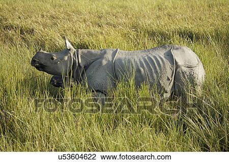 Rhinoceros View Large Photo Image Stock Image - Rhinoceros. Fotosearch