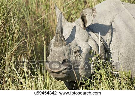 Rhinoceros View Large Photo Image Stock Image - Rhinoceros. Fotosearch