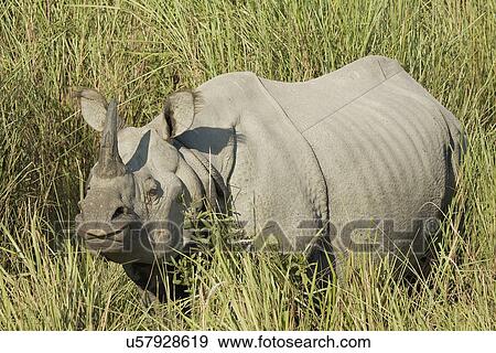 Rhinoceros View Large Photo Image Stock Photo - Rhinoceros. Fotosearch