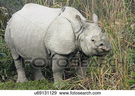 Stock Photo - Rhinoceros. Fotosearch