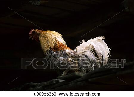 Stock Photo - Rooster. Fotosearch