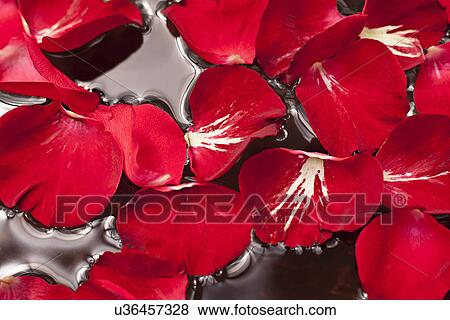 Rose petals in water View Large Photo Image Stock Photo - Rose petals in water. Fotosearch