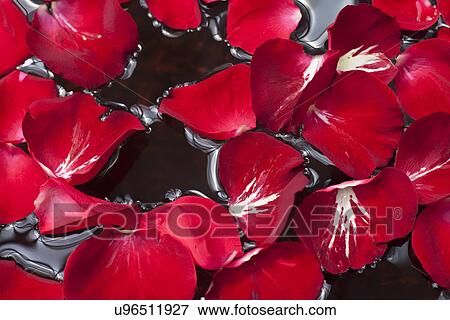 Stock Photo - Rose petals in water. Fotosearch