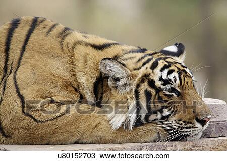 Royal Bengal Tiger View Large Photo Image Stock Image - Royal Bengal Tiger. Fotosearch