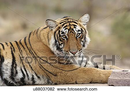 Stock Image - Royal Bengal Tiger. Fotosearch