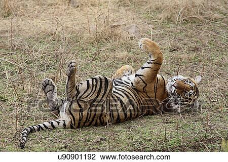 Royal Bengal Tiger View Large Photo Image Stock Image - Royal Bengal Tiger. Fotosearch