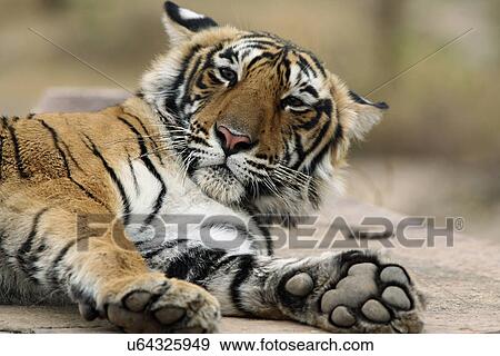 Royal Bengal Tiger View Large Photo Image Stock Photo - Royal Bengal Tiger. Fotosearch