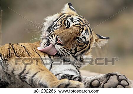 Stock Photography - Royal Bengal Tiger. Fotosearch