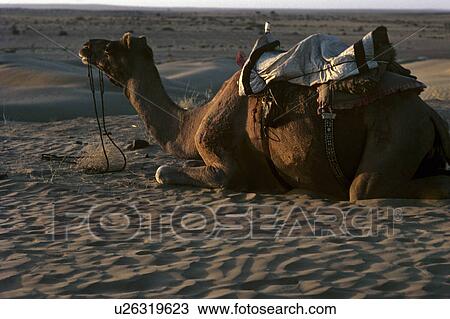 Saddled camel View Large Photo Image Stock Image - Saddled camel. Fotosearch