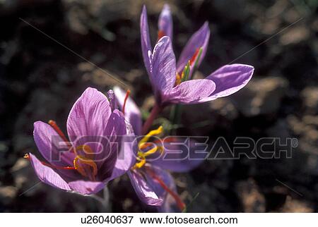 Saffron-Crocus sativus View Large Photo Image Stock Photo - Saffron-Crocus sativus. Fotosearch