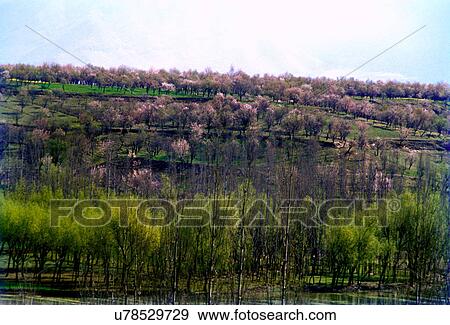 Stock Photo - Scenic beauty of Pampore area. Fotosearch