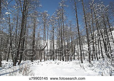 Solang Valley View Large Photo Image Stock Photography - Solang Valley . Fotosearch