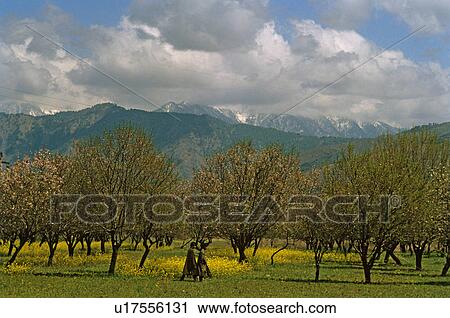 Spring View Large Photo Image Stock Image - Spring. Fotosearch