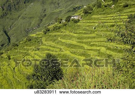 Step cultivation View Large Photo Image Stock Image - Step cultivation. Fotosearch