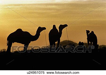 Sunset View Large Photo Image Stock Photography - Sunset. Fotosearch